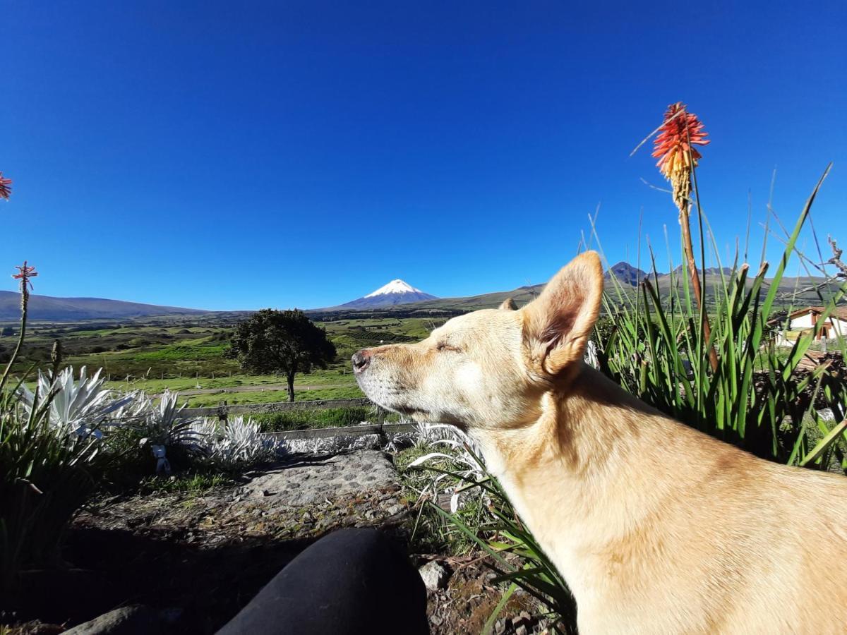 Хостел The Secret Garden Cotopaxi Hacienda Porvenir Экстерьер фото